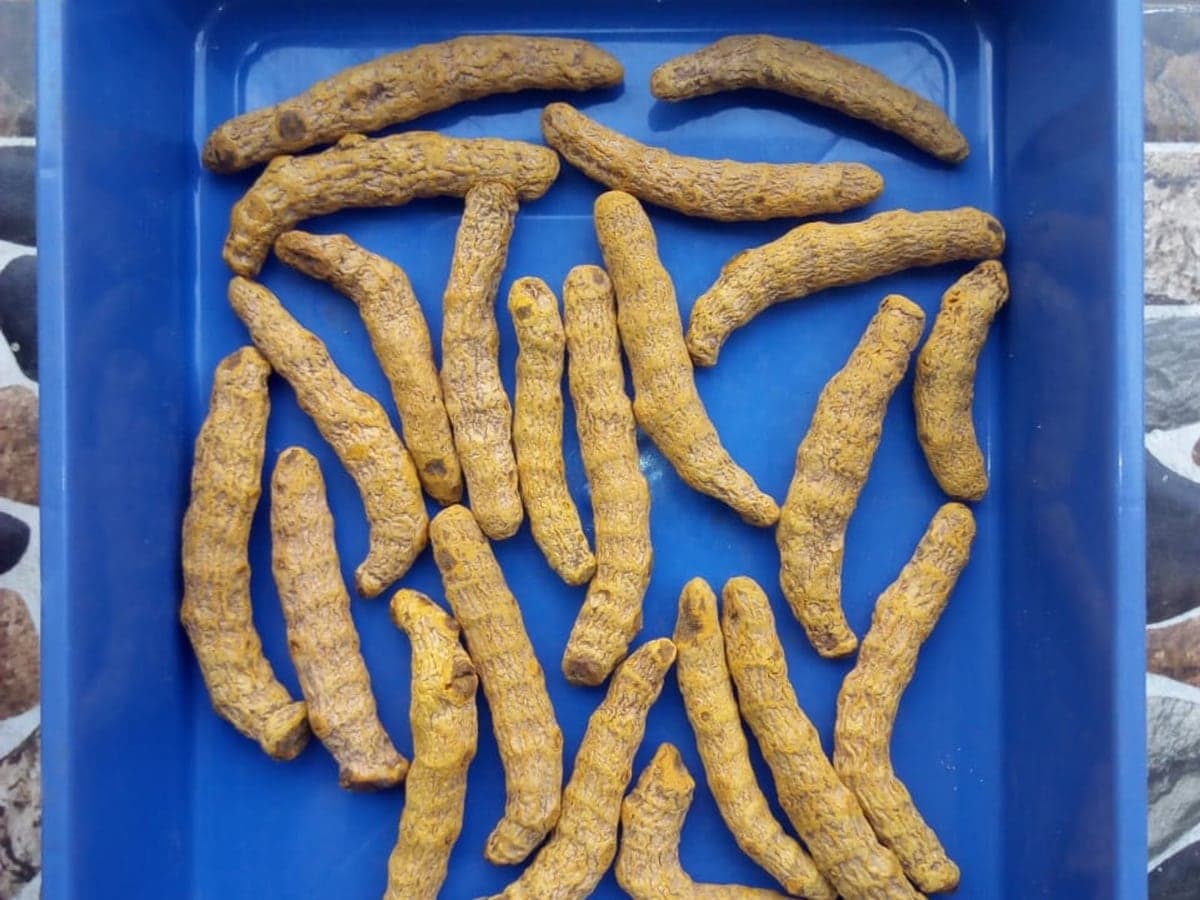 Dried turmeric fingers graded for wholesale supply