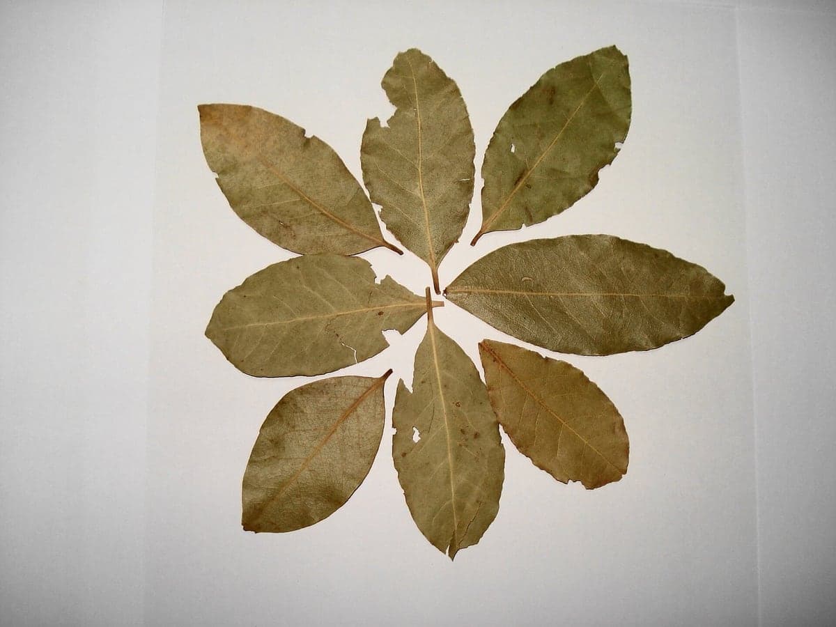 Dried bay leaves arranged for quality assessment